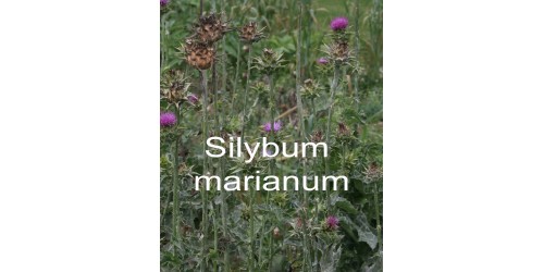 ORGANIC HERBAL TEA MILK THISTLE (Silybum marianum) / Seeds